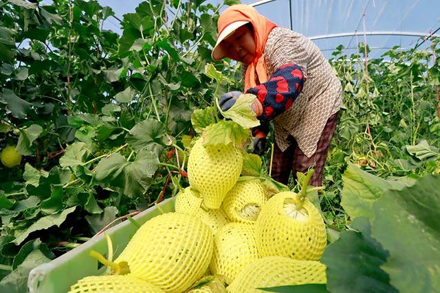 秀我中国｜厉害了！东北也能种出热带水果