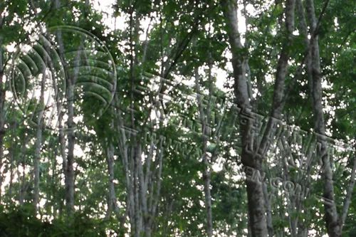 合成橡胶期货6月6日主力大幅上涨4.40% 收报14935.0元