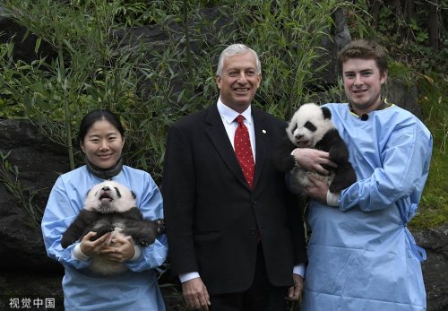 中国彩绘熊猫全球展在比利时揭幕