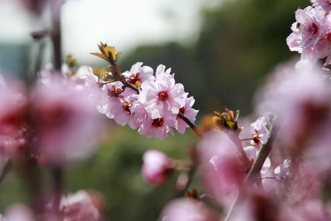 “国社之镜·世纪光影”新华社新闻摄影展|百花齐放（上篇）