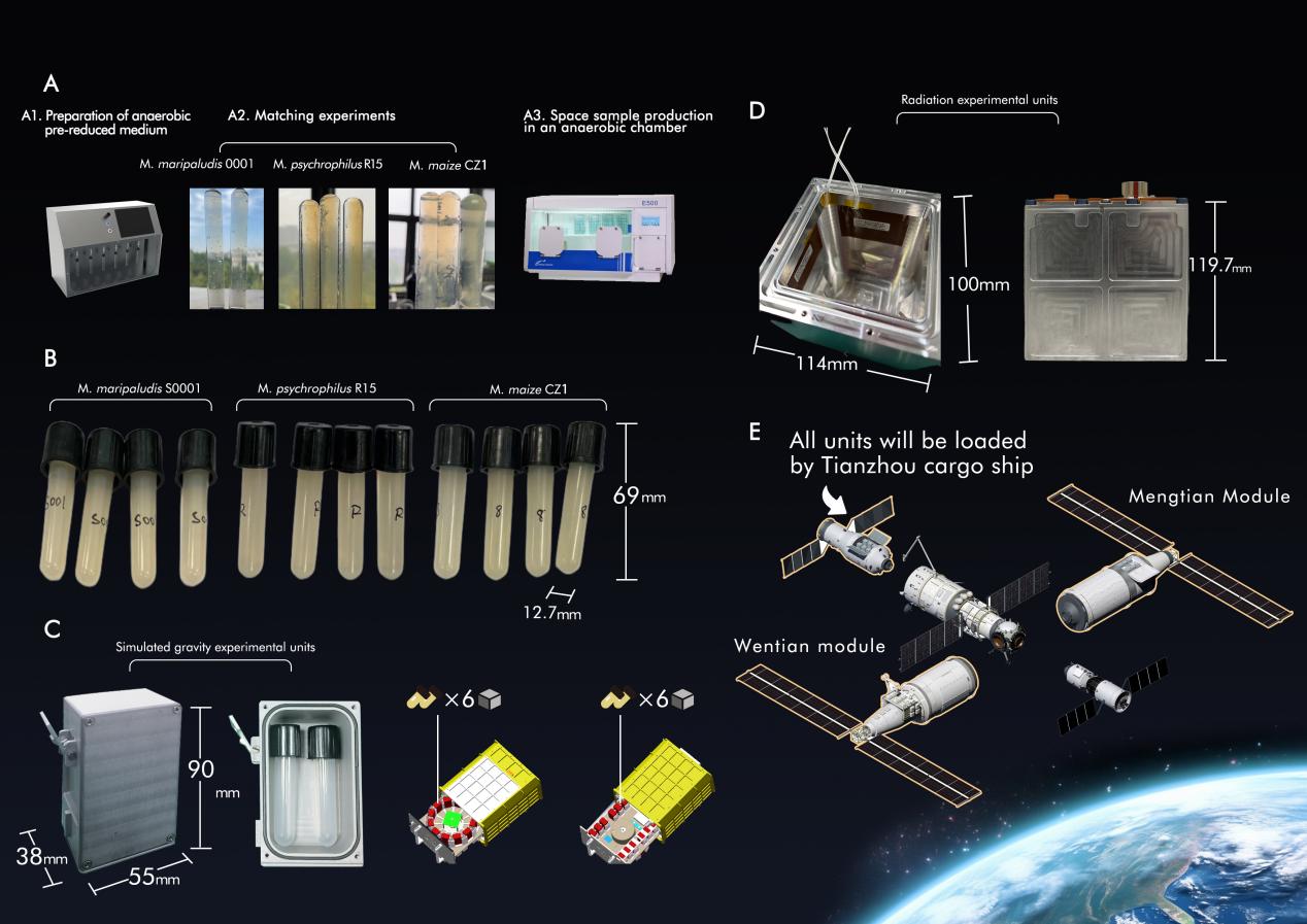 中国空间站第七批空间科学实验样品顺利返回