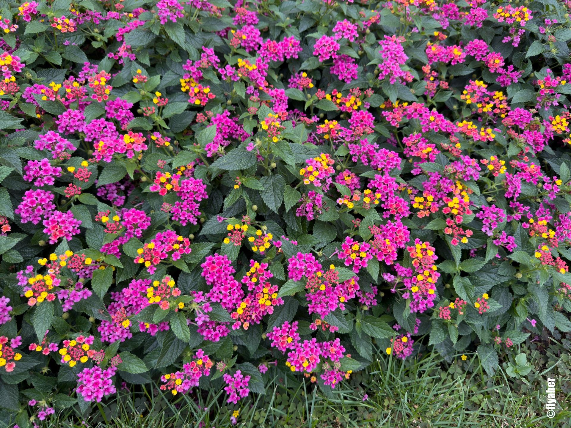 波兰华沙举办世界花卉展
