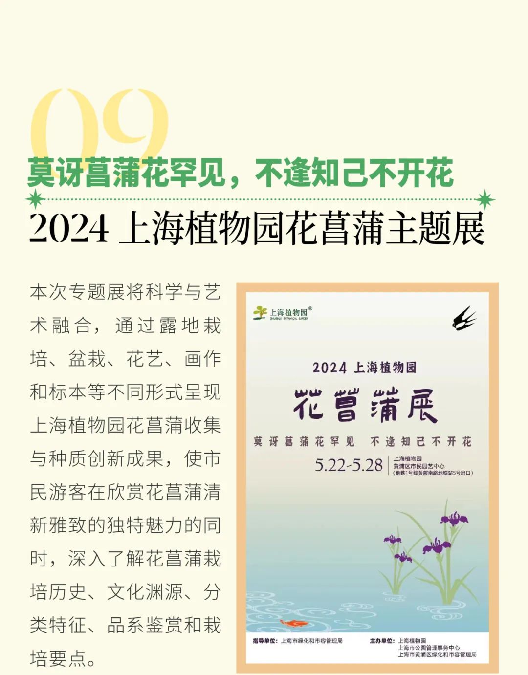 2025上海月季展来了 3种特色品种首次公开展示