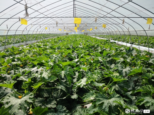 田刚印：从三方面发力 因地制宜在黑龙江发展低空经济