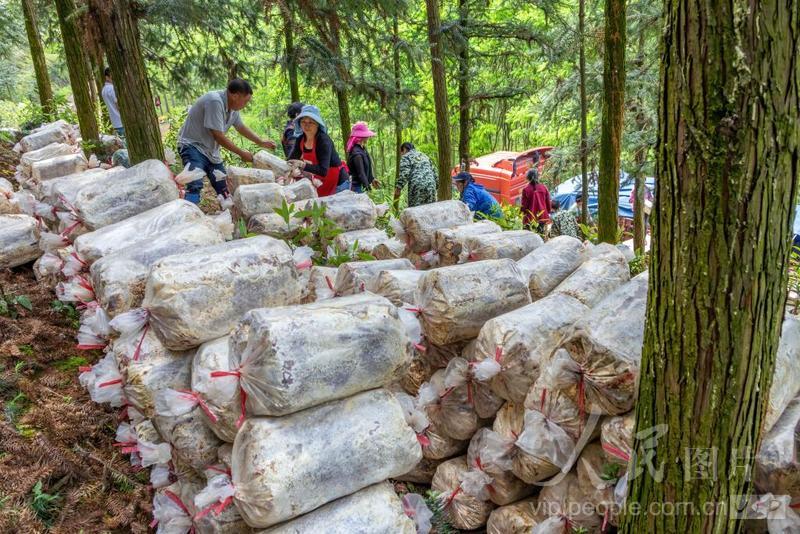 张学刚:以创新与标准推动东北林下经济特色发展