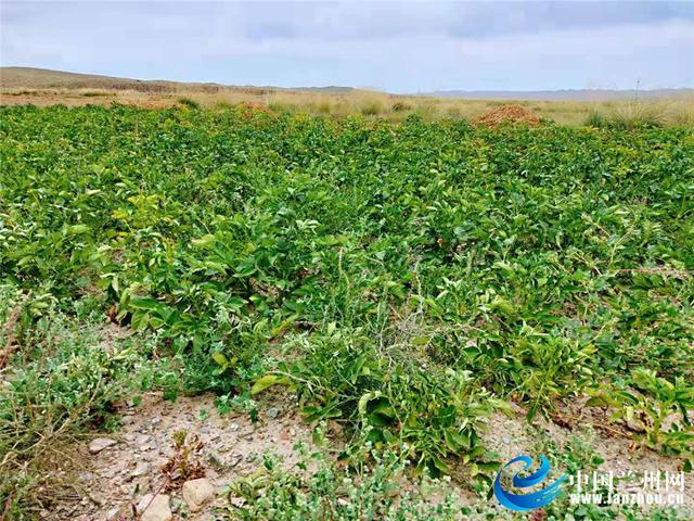 精准滴灌 告别“靠天吃饭” 中华财险“一县一品”模式为沧州农户收入兜底