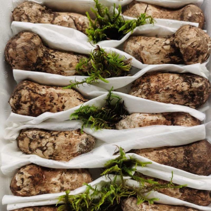 香格里拉松茸赴日参展 亮相东京展洽活动