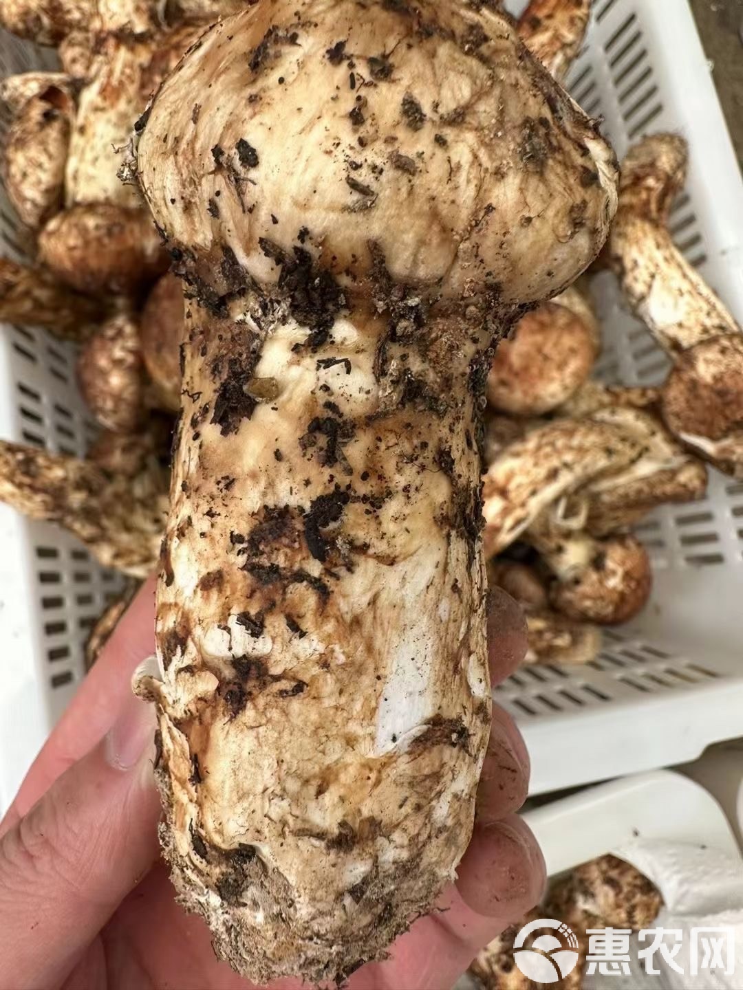 香格里拉松茸赴日参展 亮相东京展洽活动